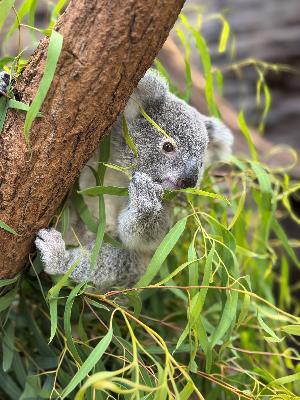 Koala-Jungtier in der Wilhelma verstorben
